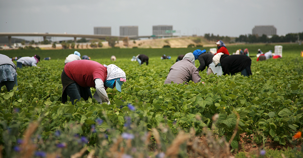 Farms need to recruit US residents before hiring foreign farmworkers. Some skip that step, lawsuits allege.