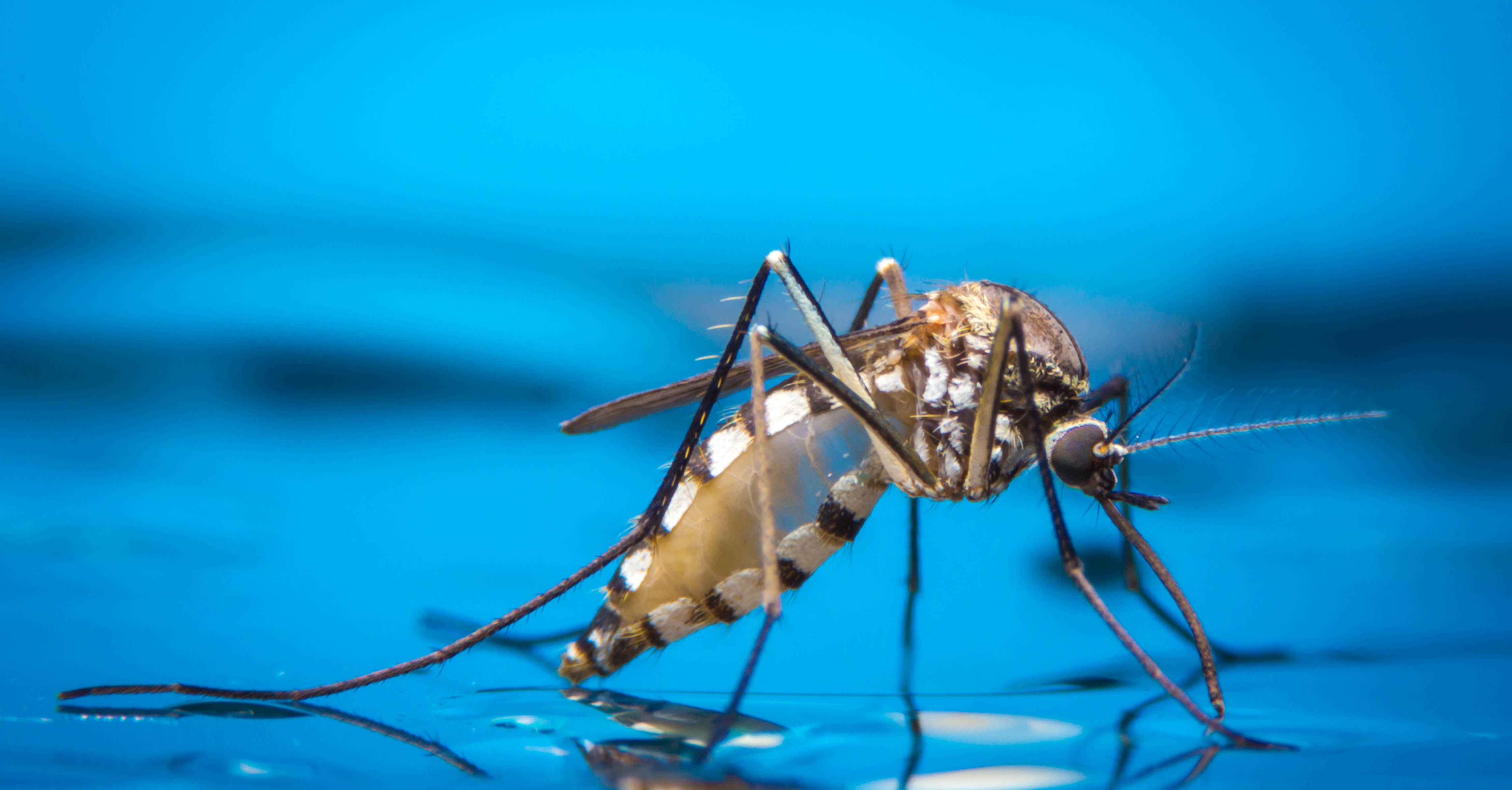 Macro photo of a mosquito
