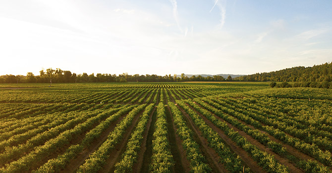 Farm Field
